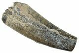 Dinosaur-Eating Crocodile (Sarcosuchus) Tooth - Niger #282092-1